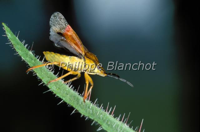 elasmucha grisea.JPG - Elasmucha griseaPunaise grisâtreHemiptera, PentatomidaeFrance